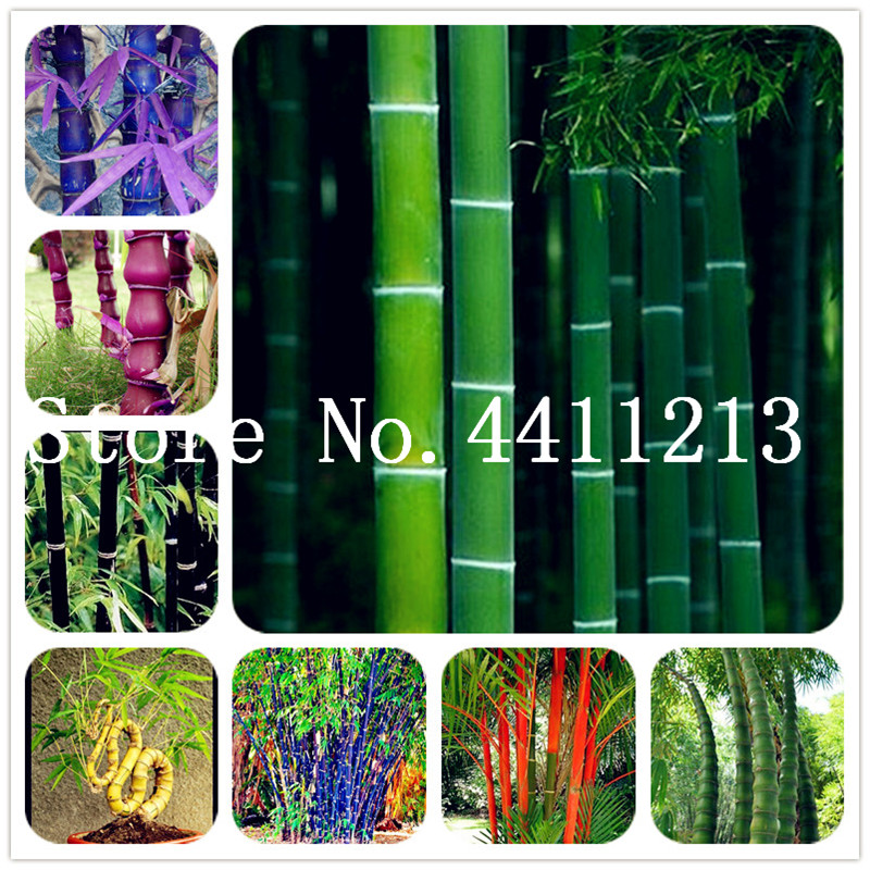 

50 Pcs Rare Color Bamboo Bonsai seeds , Outderdoor Decorative Garden,China Herb Planter Bambu Tree Bonsai High Quality For Home Garden Plant