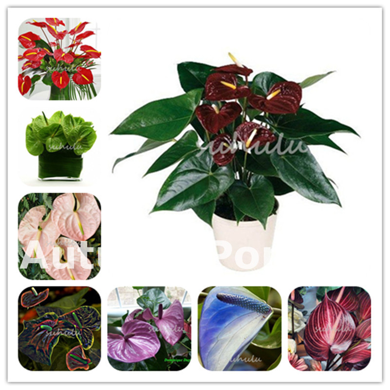 

1000 Pcs Rare Anthurium Flower plants Seeds Indoor Bonsai Balcony Potted Plant Flower flores for DIY Home Garden Easy to Grow