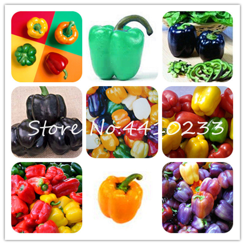 

200 Pcs Rare Rainbow Mixed Yellow Puple Red Green White Mix Sweet Bell Hot Pepper Bonsai plant seeds Vegetables Square Paprika Chill Green