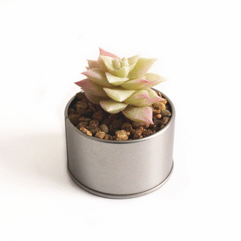 

Mini Artificial Succulents Plant Fake Cactus Home Floral Garden Miniature Decor