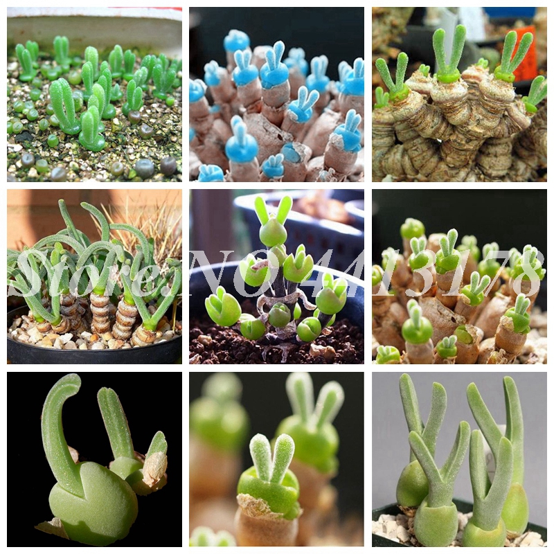 

200 pcs / bag Seeds Rare Succulent Mini Lotus Lithops Pseudotruncatella Pot Flower Fleshy Meaty Bonsai Garden Plant Easy Grow