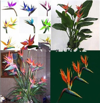 

100% Real strelitzia reginae seeds Indoor Potted Plant Flowers Bird of Paradise Seed Jardim Bonsai Sementes 100 pcs Free Shipping