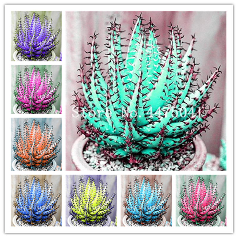 

100 pcs Colorful Aloe Vera Plantas seeds, Edible Beauty Ornamental Cosmetic Bonsai Plants For Home And Garden,Easy To Grow Shipping