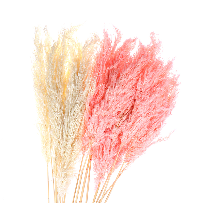 

1Pc/ Bouquet Dried Plants Pampas Grass Natural Phragmites Communis Wedding Flower Bunch, Pink