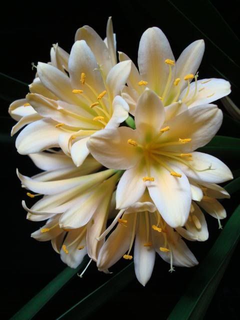 

Big Sale! 120 Pcs Clivia Seeds, Rare Color Chinese Clivia Flower Seed,Home Garden Plants Bonsai Seed Semente Decorative Christmas Gift