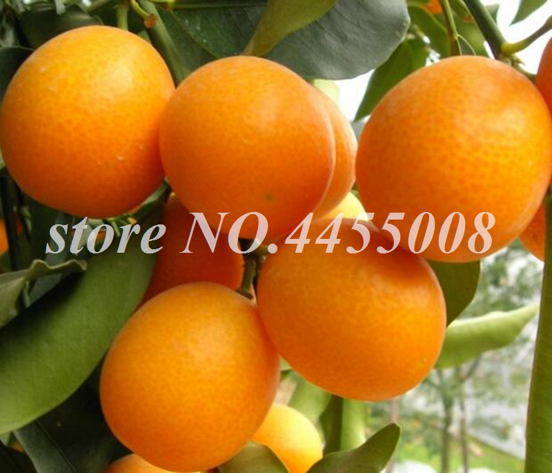 

100 Pcs Kumquat Tree Seeds Bonsai Balcony Patio Potted Fruit Tree Tasty Juicy Orange Citrus Balcony Flores Potted Christmas Ornaments