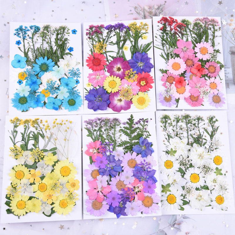 Real presionado Flores 15 Amarillo Margaritas ideal para elaboración de Tarjetas /& Floral Craft