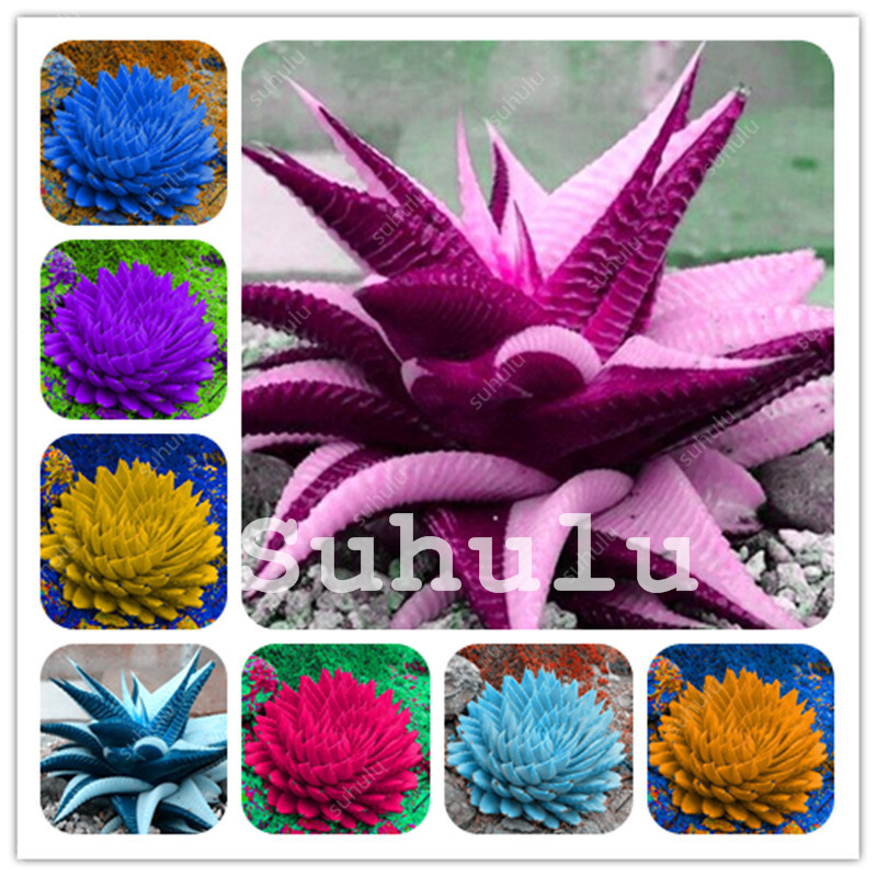 

500 Pcs Vegetables And Fruit Bonsai Aloe Vera Plant Edible Beauty Cosmetic Bonsai Herb Succulent Plant Seeds For Home Garden