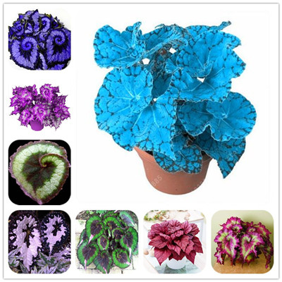 

100 Pcs Unique 24 Colors Begonia Flower Seeds, Courtyard Balcony Coleus Potted Flower Seeds,Variety Complete,The Budding Rate 95%