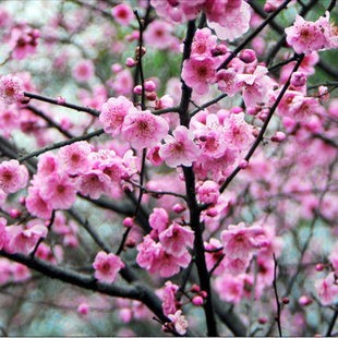 

10 Pcs Plum Flower Seeds, Winter Blooming Fragrant Shrub Flower Cold Hardy Plant, Indoor / Outdoor Pot Seed Family Easy to Plant
