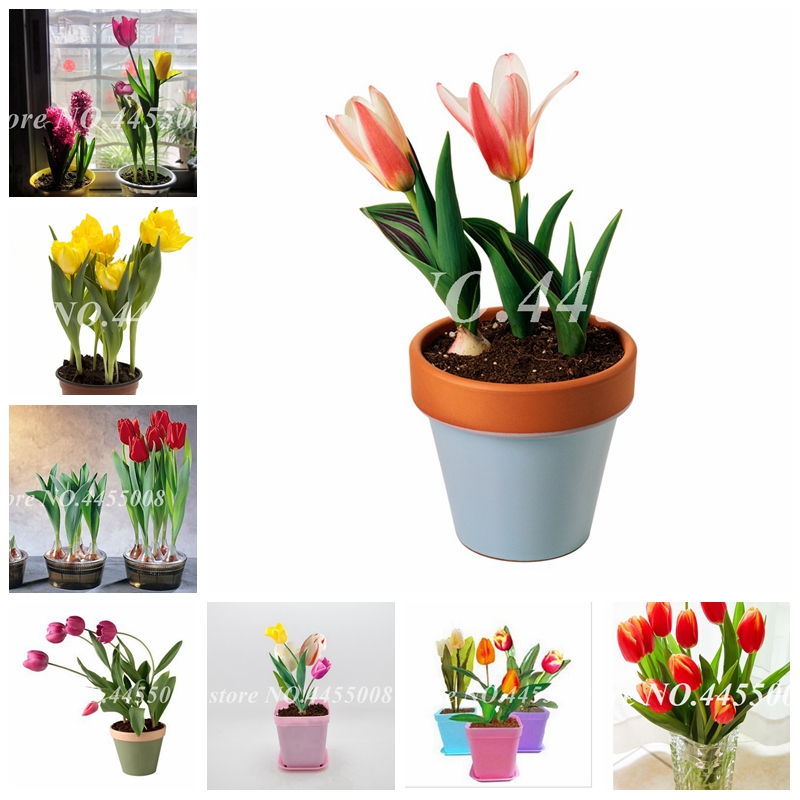 

200 Pcs Seeds Bonsai Tulip Flower Blooming Outdoor & Indoor Tulipanes Flore Plant For Garden Plants (Not Tulip Bulbs )Symbolizes Love