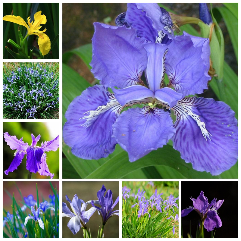 

200 Pcs / bag Seeds Rare Iris Colours Bonsai Flower Heirloom Malan Tectorum Perennial Flore Plant For Home Garden Decor Easy to Grow