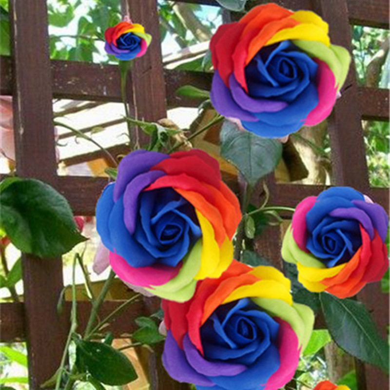 

100 Pcs seeds Rare Rose Tree Rosa Flower for Flower Planter Purify The Air Absorb Harmful Gases The Germination Rate 95% Fast Growing Planting Season Aerobic Potted