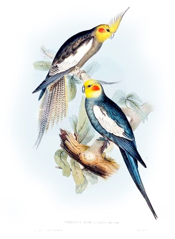 

John Gould Australian Bird Art Cockatiel Home Decor Handpainted &HD Print Oil Painting On Canvas Wall Art Canvas Pictures 191118