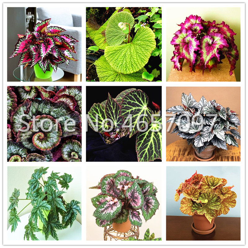 

300 pcs Unique Bonsai Begonia Flower Plants seeds, Courtyard Balcony Coleus Potted Flower ,Variety Complete,The Budding Rate 97%