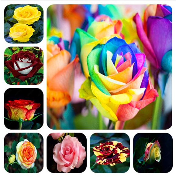 

100Pcs/bag Amazingly Beauty Rose Bonsai Flower With Red Edge Seedling Rare Color Popular Garden Perennial Bush Or Bonsai