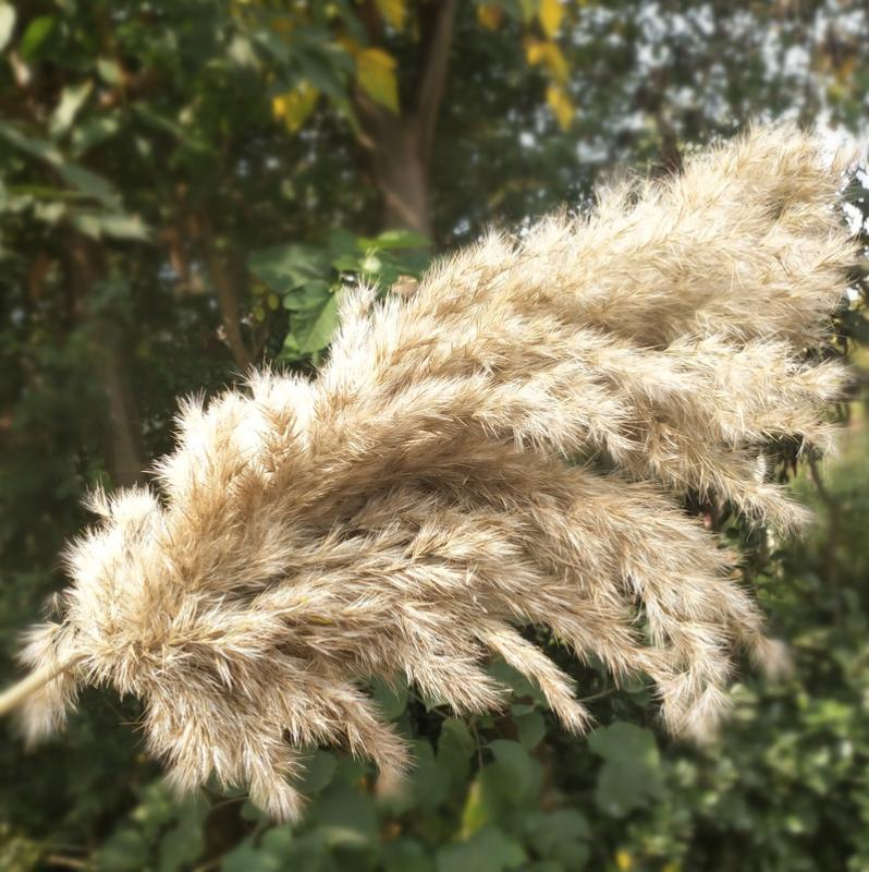 

Natural Dried Pampas Grass Phragmites Communis Reed Plants Wedding Flower Bunch Home Decor Diy Dried Flowers Pampas Grass, Small pampas grass