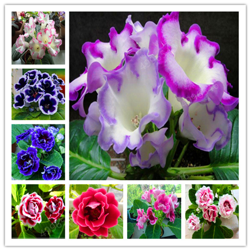 

Hot Sale! Geranium Seeds 200pcs Decor Artificial planters ourdoor Bonsai plants flower home garden pot plants Clean air