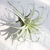 

20cm Green Artificial Plant Plastic Succulent Air Plants Home Decoration Wedding Party Wall Decor, As pic