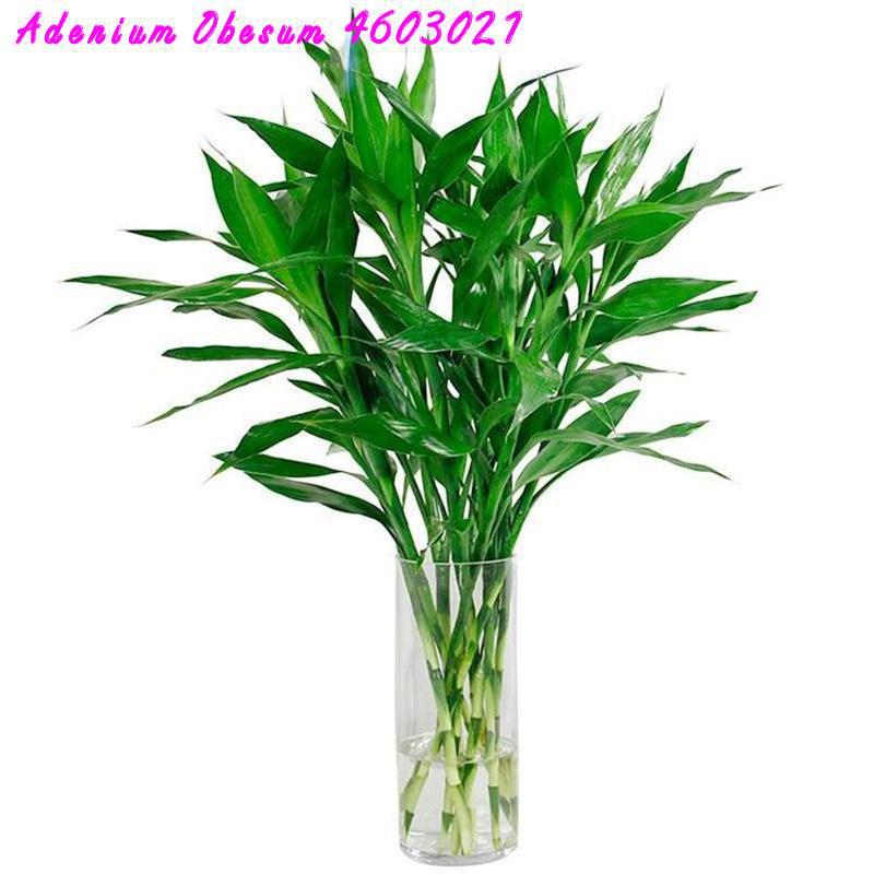 

Big sale! 50 Pcs Seeds of lucky bamboo ,Flower bonsai plants flower pot flowers Potted gift Bonsai plants for garden balcony decoration