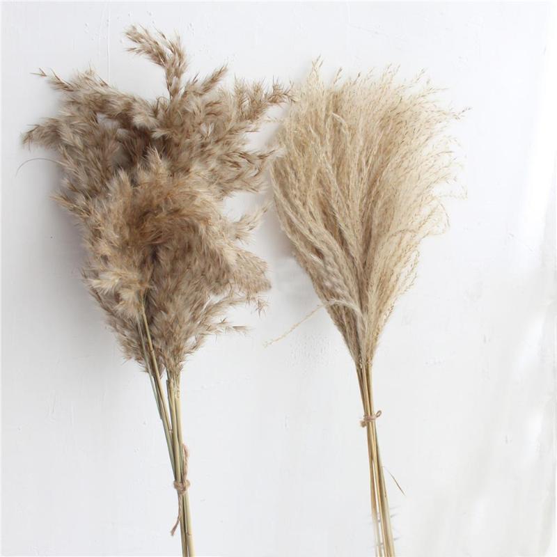 

20pcs dried pampas grass natural phragmites&reed flowers&bulrush flowers communis wedding flower bunch, Kind 1