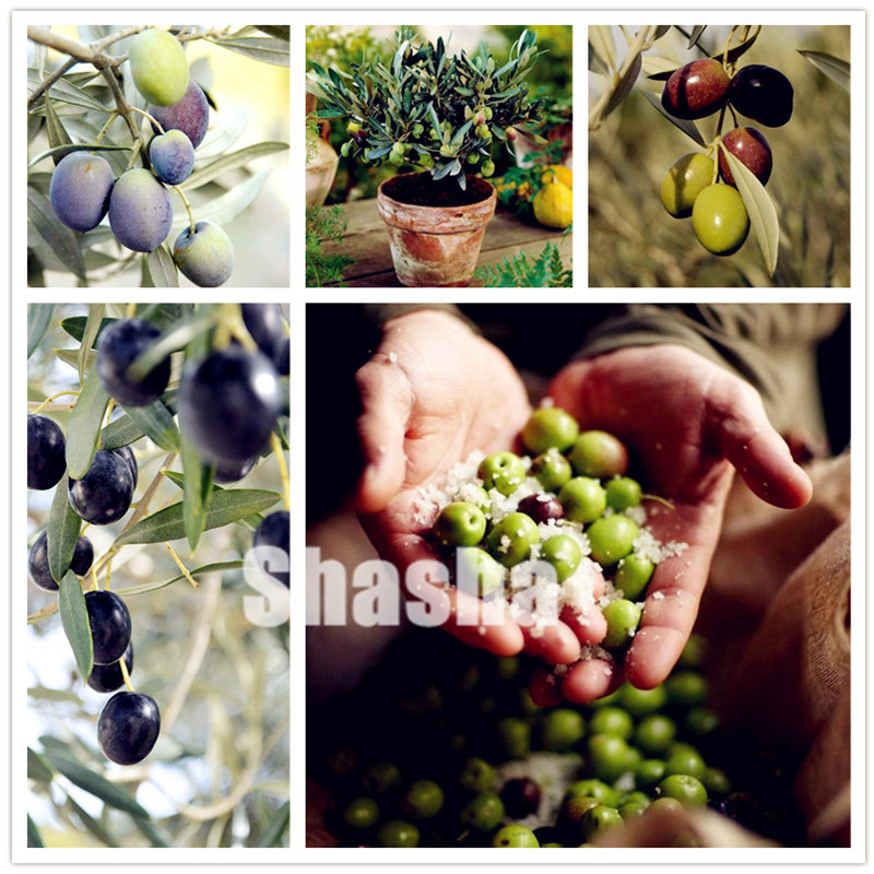

30 Pcs Rare Olive Bonsai Tree seeds (Olea Europaea) Fresh Exotic Tree Bonsai Mini Olive Tree Olive Bonsai Garden Supplies