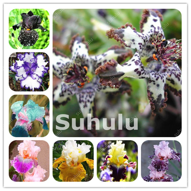 

300 Pcs Bonsai Colorful Iris Flower seeds Perennial Rare Bearded Iris Outdoor Potted Nature Plant Orchid Flores For Garden(hu die lan)