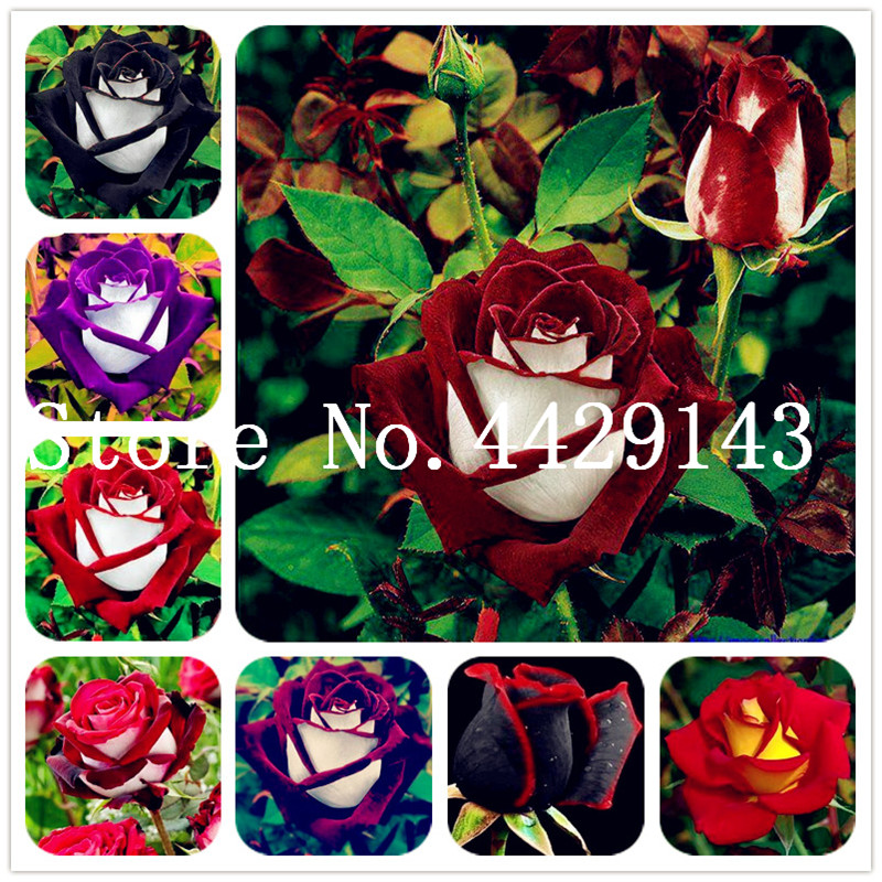 

200 Pcs Indoor Bonsai Flower Rose Bonsai plant seeds DIY Home Garden Bright And Beautiful Potted Flowers Potted Plant Balcony Bonsai Plant