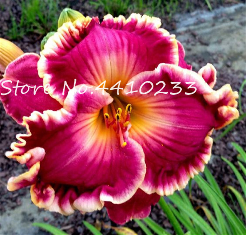 

100 Pcs Seeds Fresh Hemerocallis Middendorffii Daylily Bonsai Day Lily Perennial Flower Plant Multi-color To Choose Beauty Your Garden