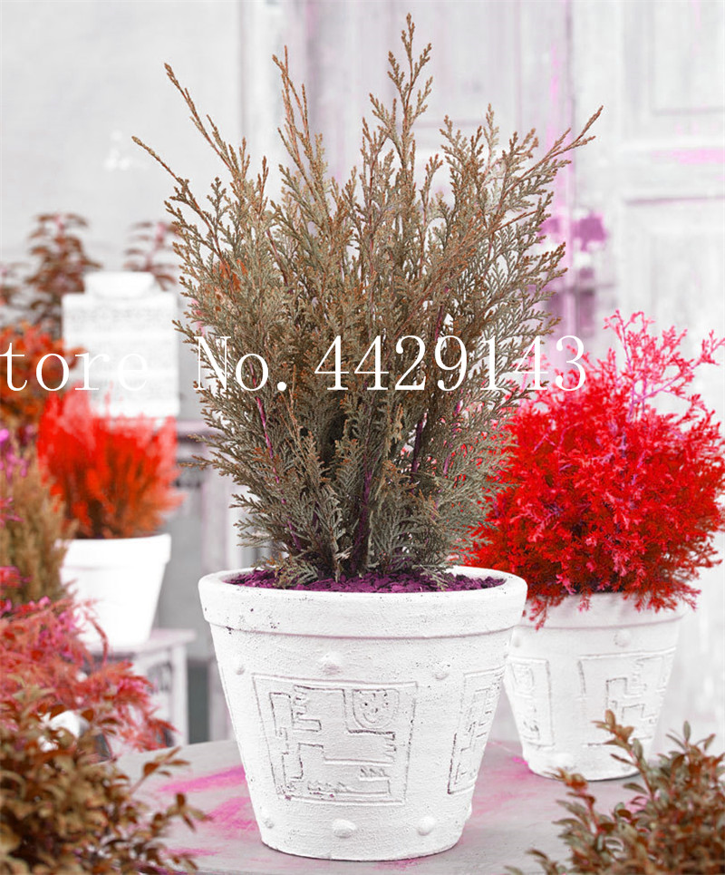 

Garden Potted Plant 50 Pcs Seeds Rare Blue Cypress Bonsai Tree, Bonsai for Flower Pot Planters