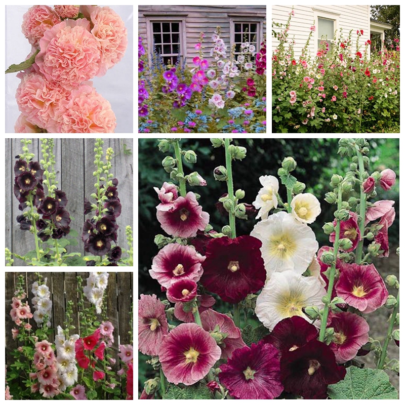 

200 pcs/ bag Seeds Double Hollyhock Outdoor Blooming Subtropical Bonsai Potted Althaea Rosea Flower Plant for Home Garden Decor