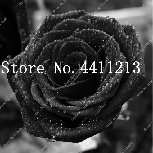 

On Sale!!! 1000 Pcs Seeds Rare Black Rose Flower Bonsai Amazingly Beautiful Bonsai Balcony Flower planting for home garden decoration