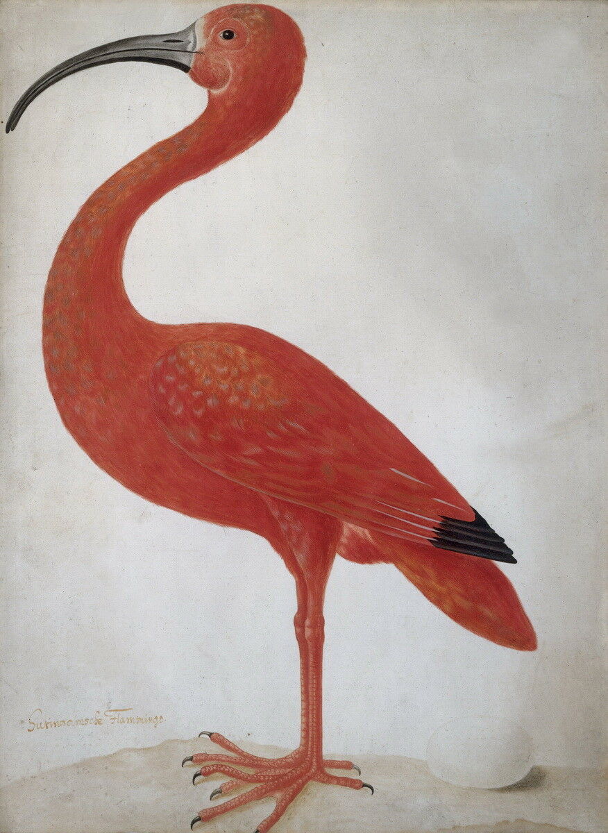 

Maria Sibylla Merian Scarlet Ibis with an Egg Home Decor Handpainted &HD Print Oil Painting On Canvas Wall Art Canvas Pictures 191111