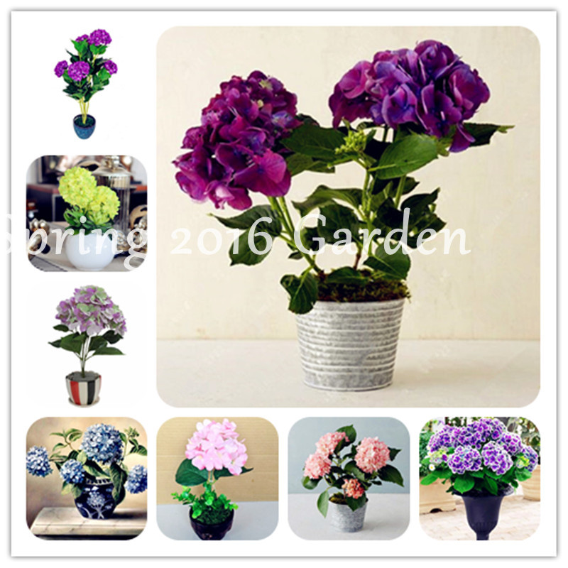 

200 pcs Rare Hydrangea Plants seeds Mixed Hydrangea Dwarf Flowers Home Mini Bonsai Viburnum Flower For Home Beauty Your Garden
