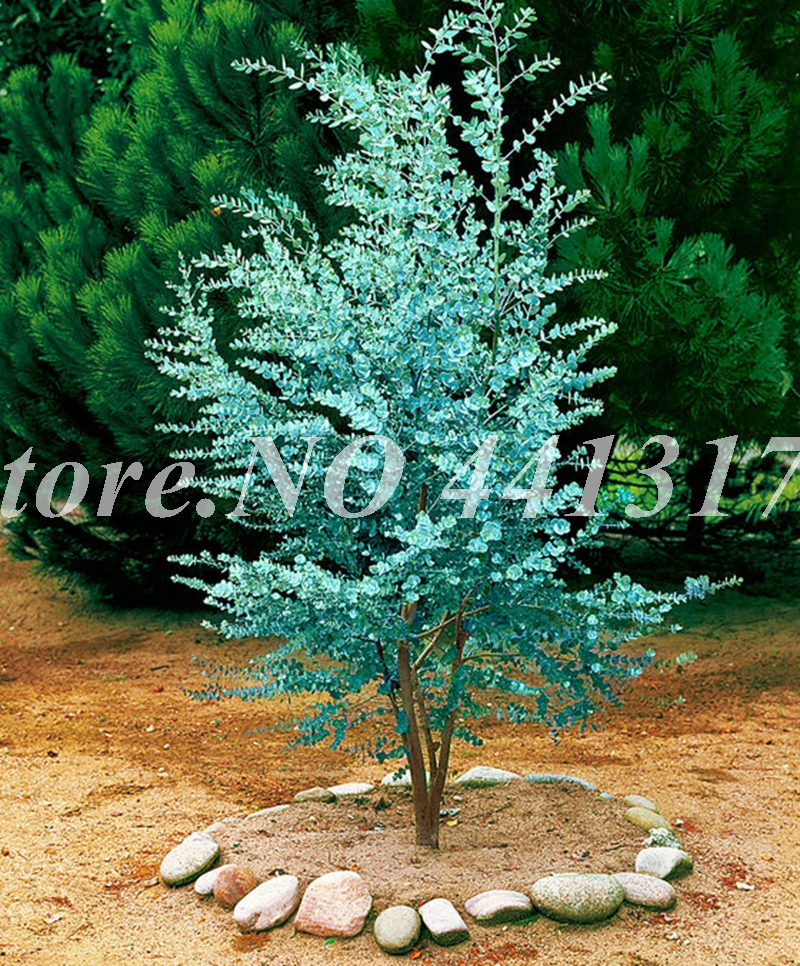 

100 PCS Seeds Mexican Giant Eucalyptus Tree Garden Novel Plant Courtyard Woody Plants, Pest Control, Tropical Tree for Flower Bonsai