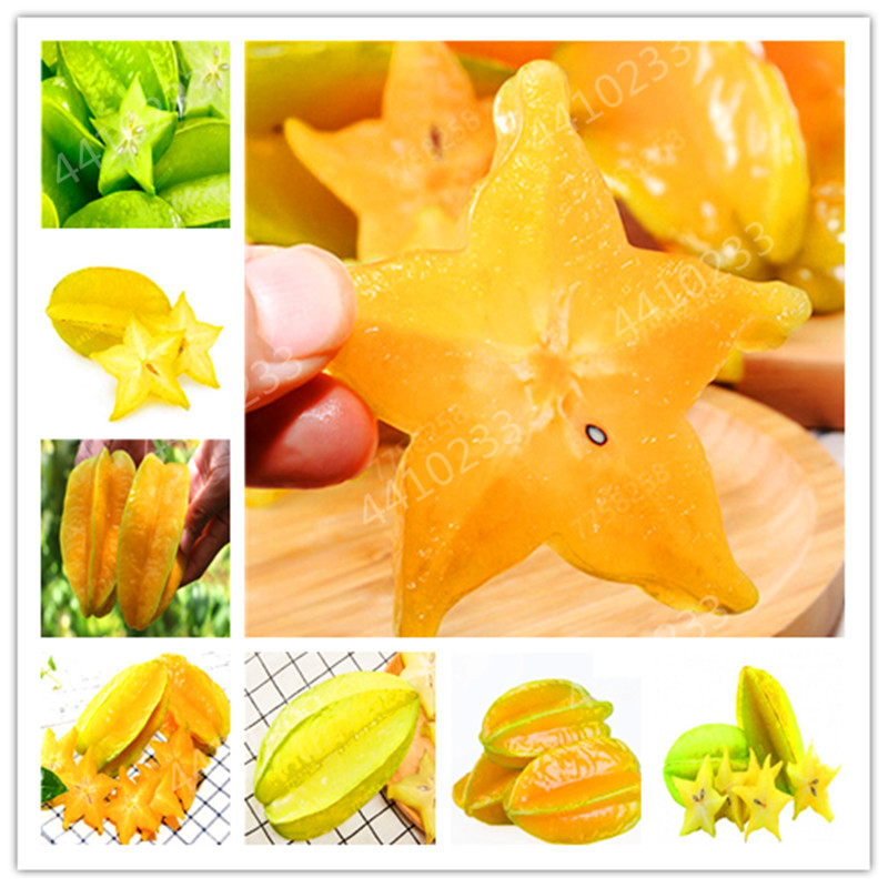 

30 pcs Edible Carambola Bonsai Star Fruit Rare Sementes Averrhoa Carambola Tree Garden Bonsai Pots Woody Plants Free Shipping