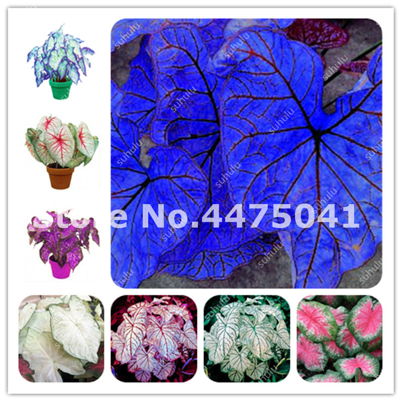 

2000 pcs per bag Imported Caladium Plant Seeds Outdoor & Indoor Perennial Flowers For The Garden Home Beautify In Balcony Bonsai Decor