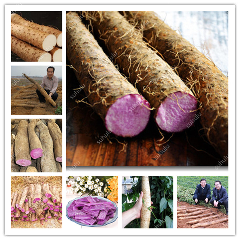 

Hot 200 Pcs Chinese Yam Bonsai seeds Rhizoma Dioscoreae Plants Growing For Home Garden Medicinal Vegetables Bonsai Shipping