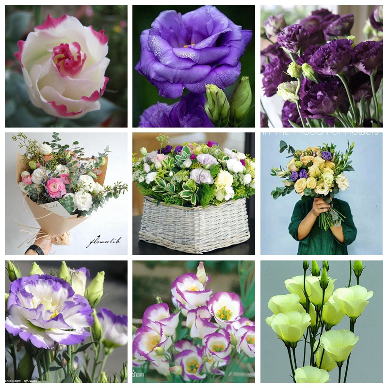 

200 Pcs/ Bag Seeds Blue Balloon Flower Bonsai Platycodon Grandiflorus Potted Perennial Outdoor Flower Planta for Home Garden Plant