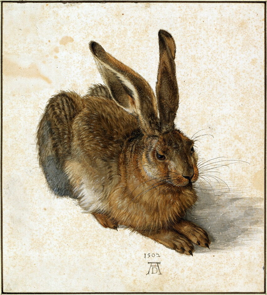 

Albrecht Dürer Durer Hare Home Decor Handcrafts /HD Print Oil Painting On Canvas Wall Art Canvas Pictures 191114