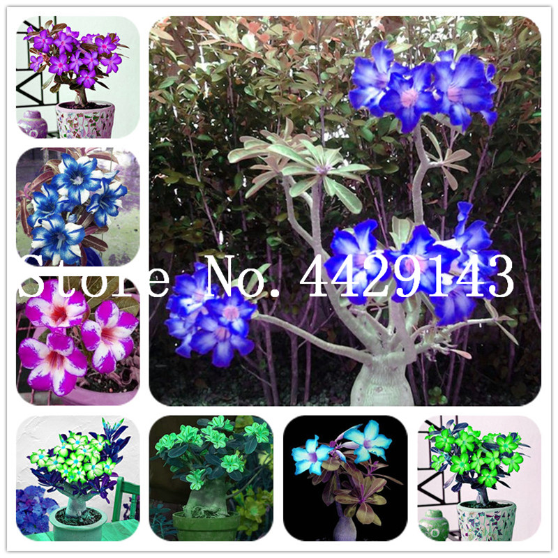 

Hot sale 5 Pcs Rare Exotic Desert Rose Bonsai plant seeds Balcony Bonsai Ornamental Flowers Adenium Obesum Flower Absorption of Formaldehyde