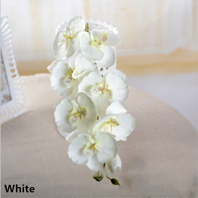 White Phalaenopsis