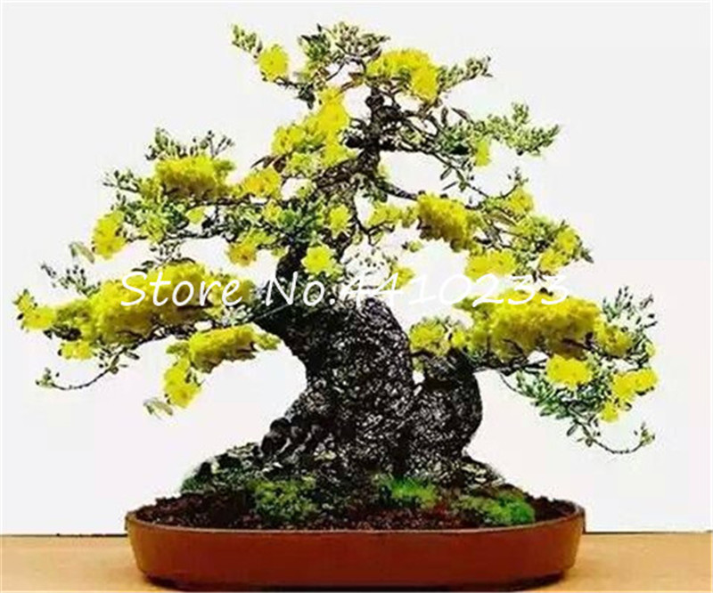 

Bonsai 30 Pcs Seeds Rare 24 Varieties Azalea Dwarf Mini Bonsai Diy Home & Garden Plants Look Like Sakura Japanese Cherry Blooms Flower