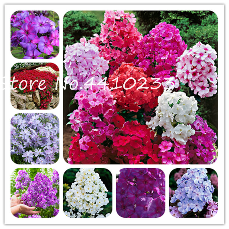

100 Pcs Bonsai plant seeds Phlox Flower Phlox Drummondii For Home Garden Decoration Windowsill Watch Flower Phlox Flower Semente Mix Colors