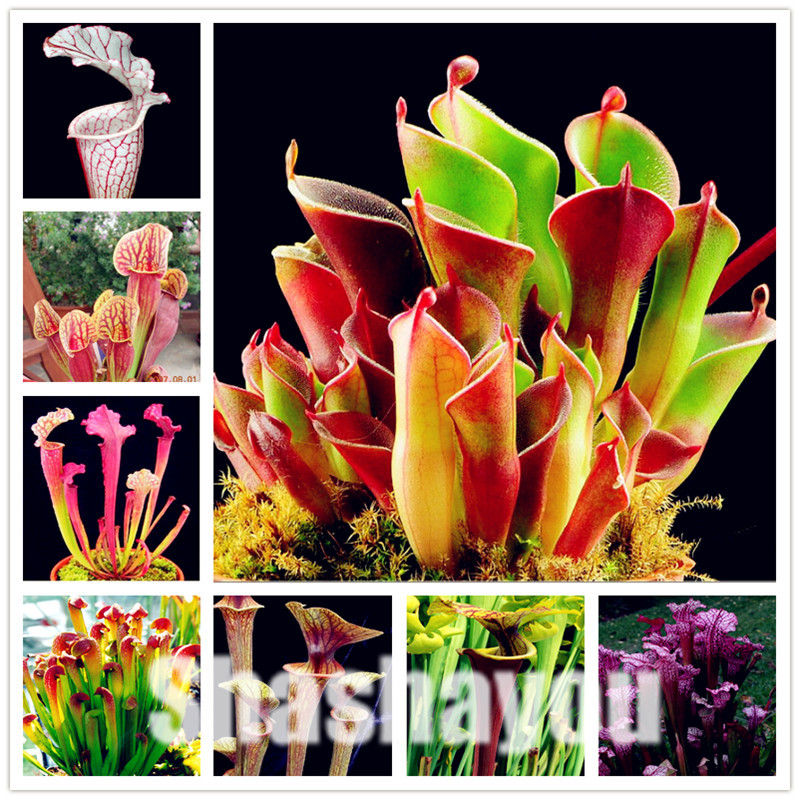 

300 pcs Seeds Bonsai Nepenthes Plants Balcony Bonsai Dionaea Venus Potted Perennial Plants Succulent Carnivorous Plants For Garden