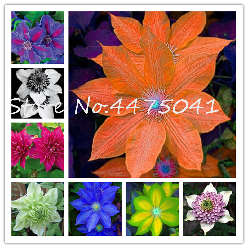 

200 Pcs Climbing Clematis Flower Bonsai plant seeds, Mixed Hybridas Hanging Clematis Vine Perennial Flower Bonsai Clematis Pot Garden Plant