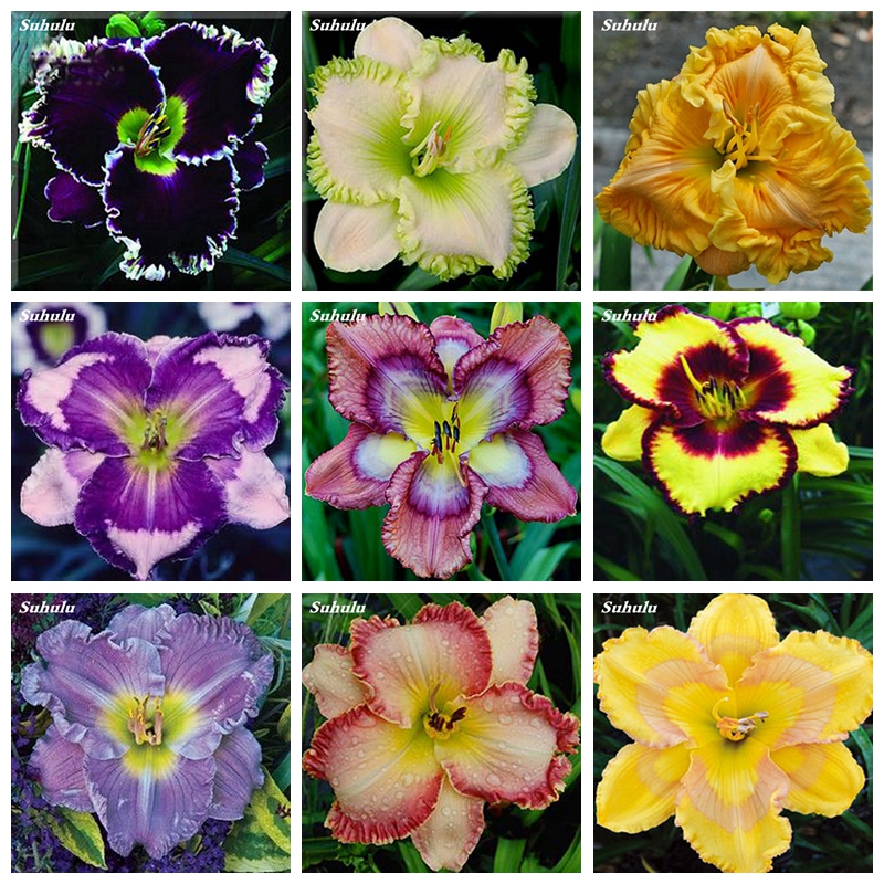 

200 pcs/ bag Seeds Hybrid Daylily Flowers Bonsai Hemerocallis Lily Outdoor & Indoor Flore Plant Home Garden Supplies for Flower Pot