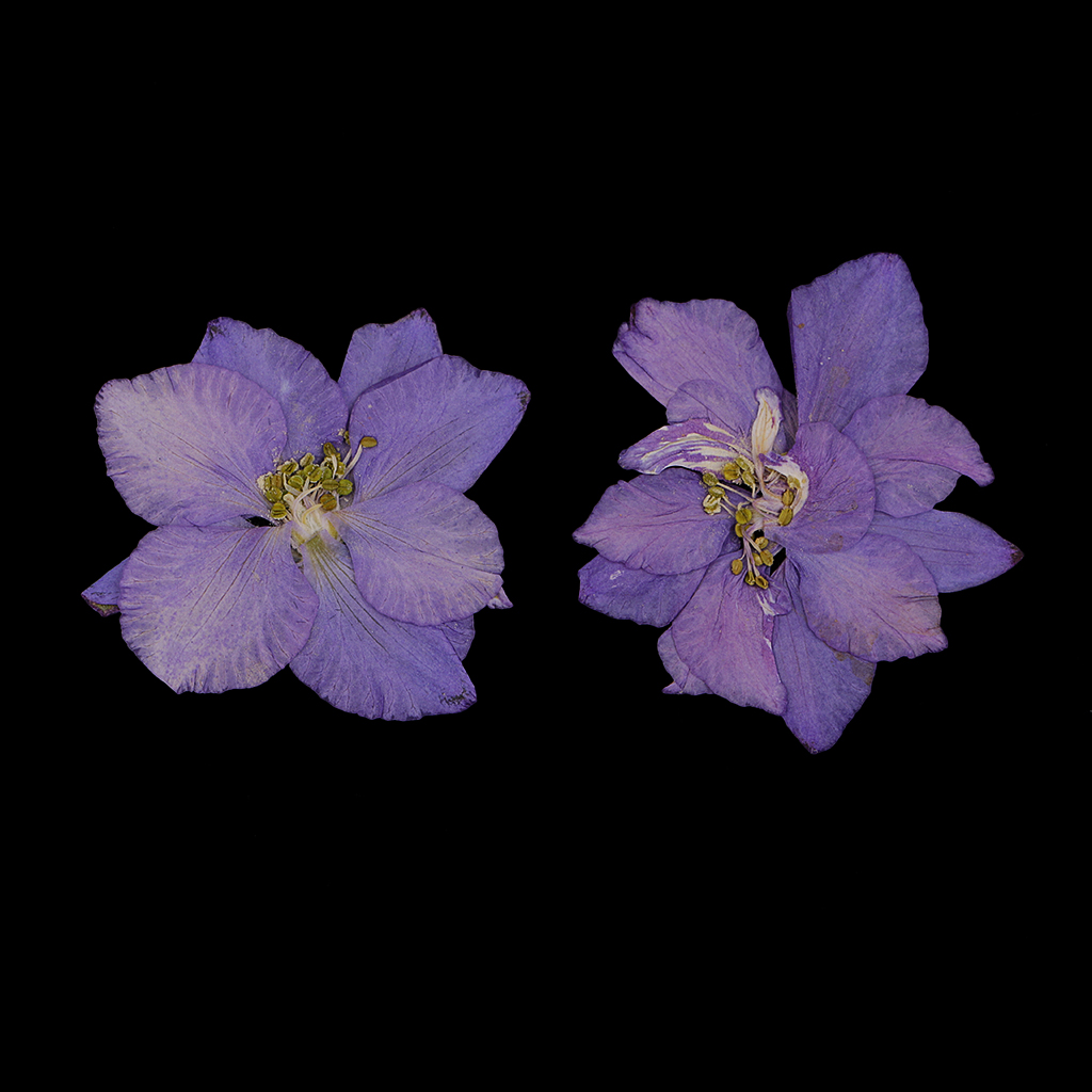 

24 pcs assorted color pressed flowers dried larkspur real pressed dried flowers diy crafts purple and pink