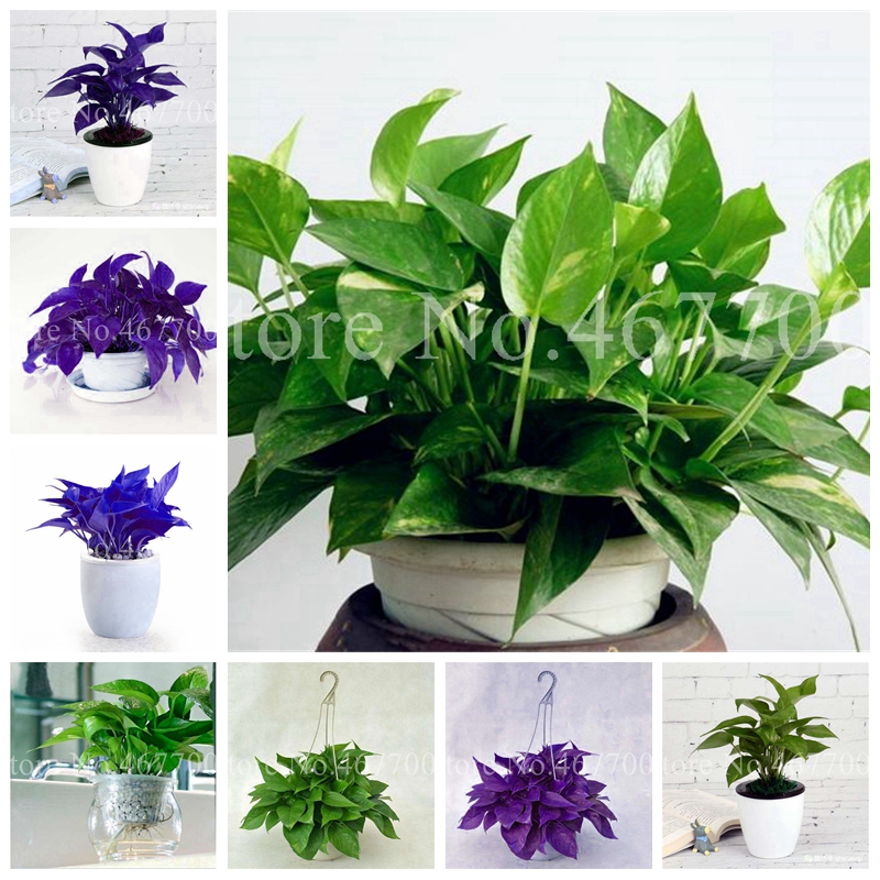 

Exotic Climbing Epipremnum Aureum Bonsai,Indoor Office Desk Aquatic Plants Purify Air Absorb Harmful Gases Living Room 200 Pcs Seeds