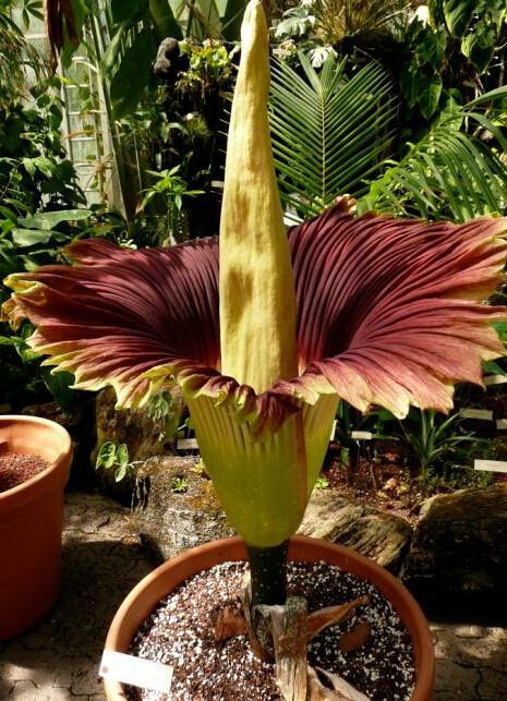 

20 pcs Seeds / bag Garden Supplies corpse flower plants seeds, titan arum is also known as the "corpse flower" or "corpse plant", bonsai plant for home garde